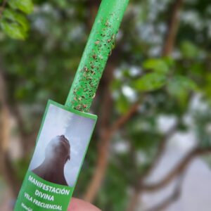 Velas Ritualizadas